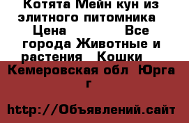 Котята Мейн-кун из элитного питомника › Цена ­ 20 000 - Все города Животные и растения » Кошки   . Кемеровская обл.,Юрга г.